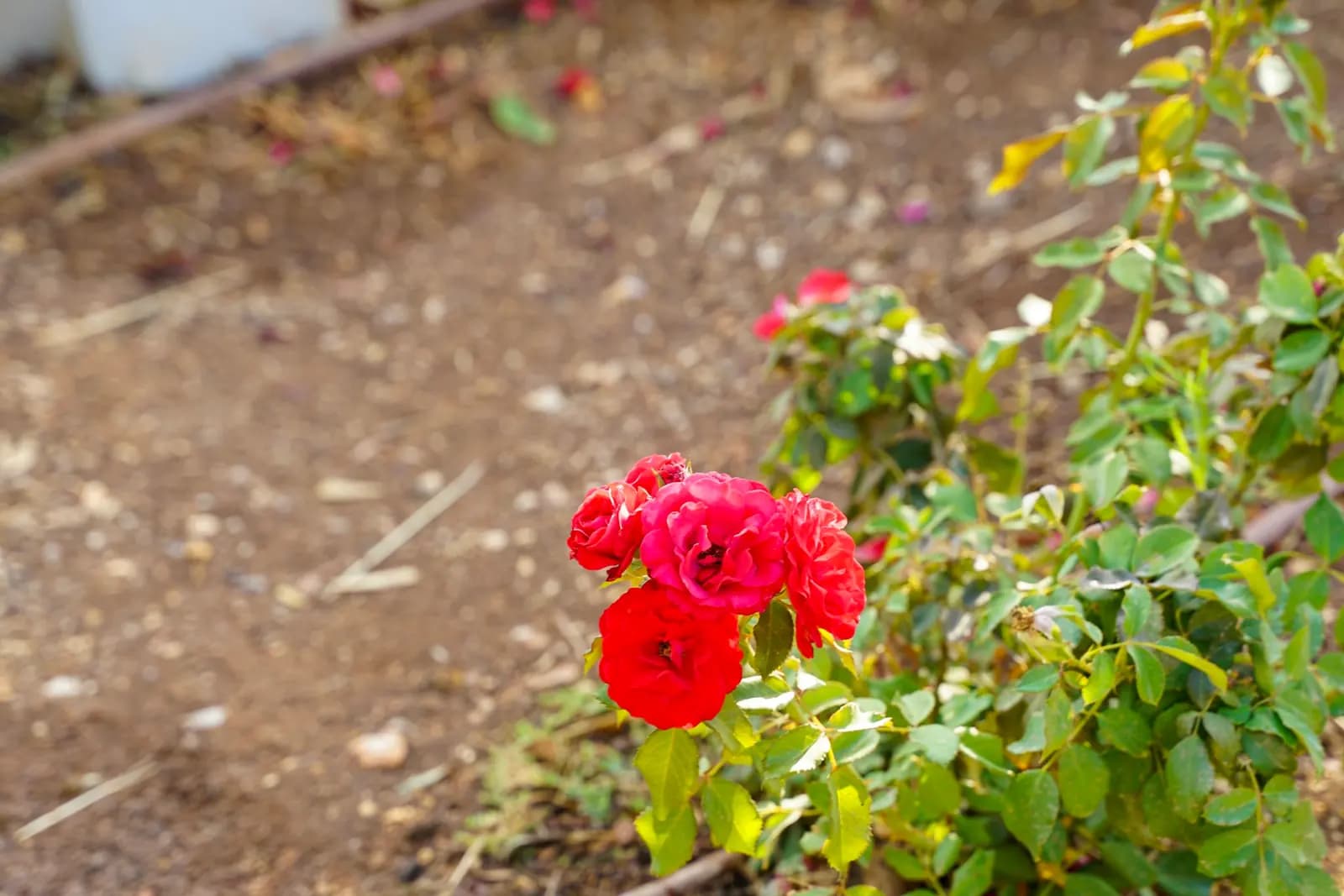 Drip irrigation installation providing efficient water delivery to planter beds