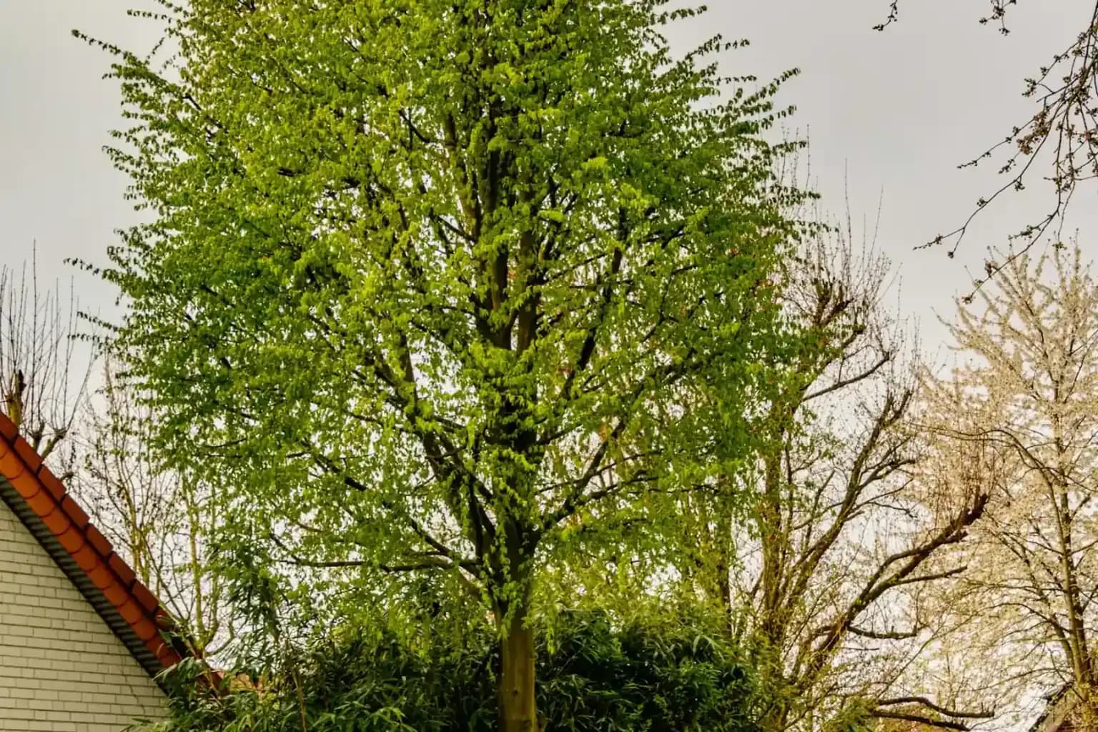 Expert tree pruning and canopy maintenance for healthy backyard trees